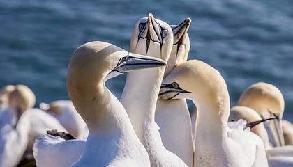 乌干达足球的黎明：逐梦“赤道之星”，点燃非洲雄心