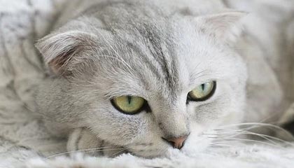 沃特福德主场梦碎，英冠征途再添寒霜